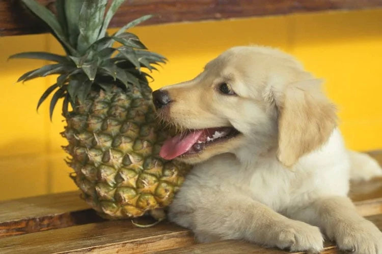 Pineapple Pup Paradise: The Sweetest Dog Toy for Tropical Fun