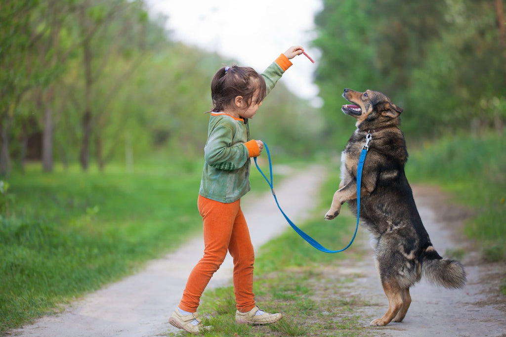 Why Every Dog Owner Needs a Dog Treat Pouch?