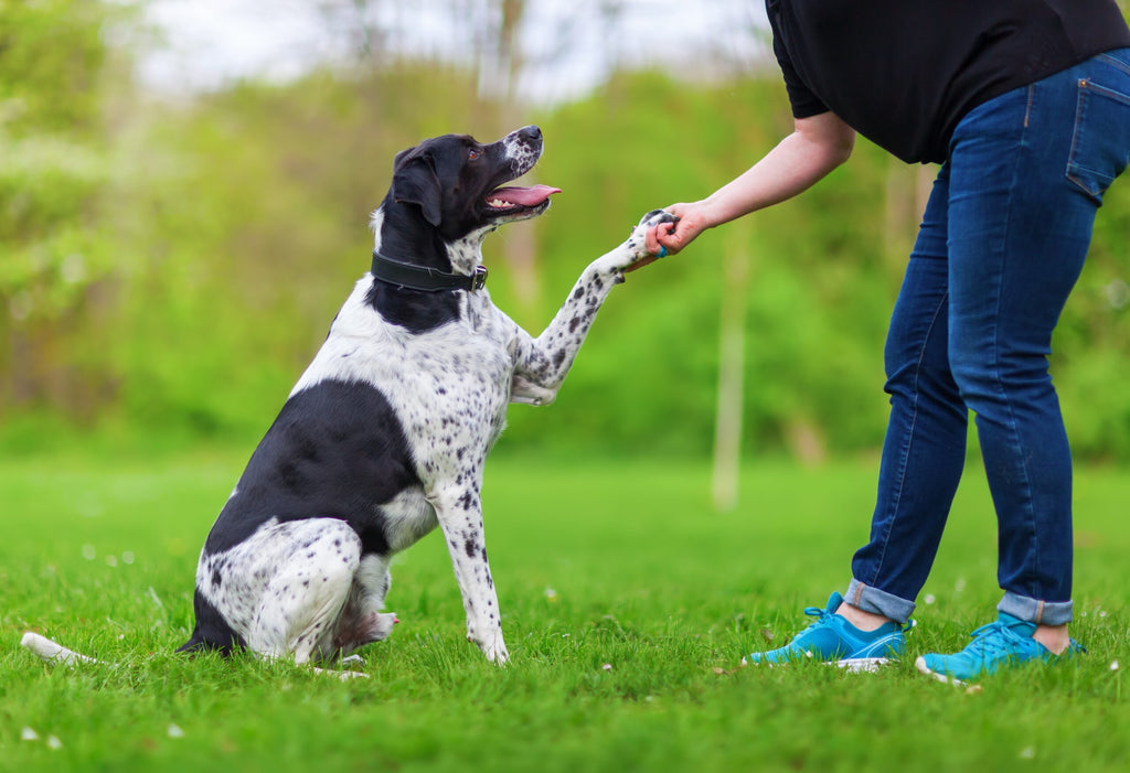 The Emerging Benefits of Dog Obedience Dumbbells