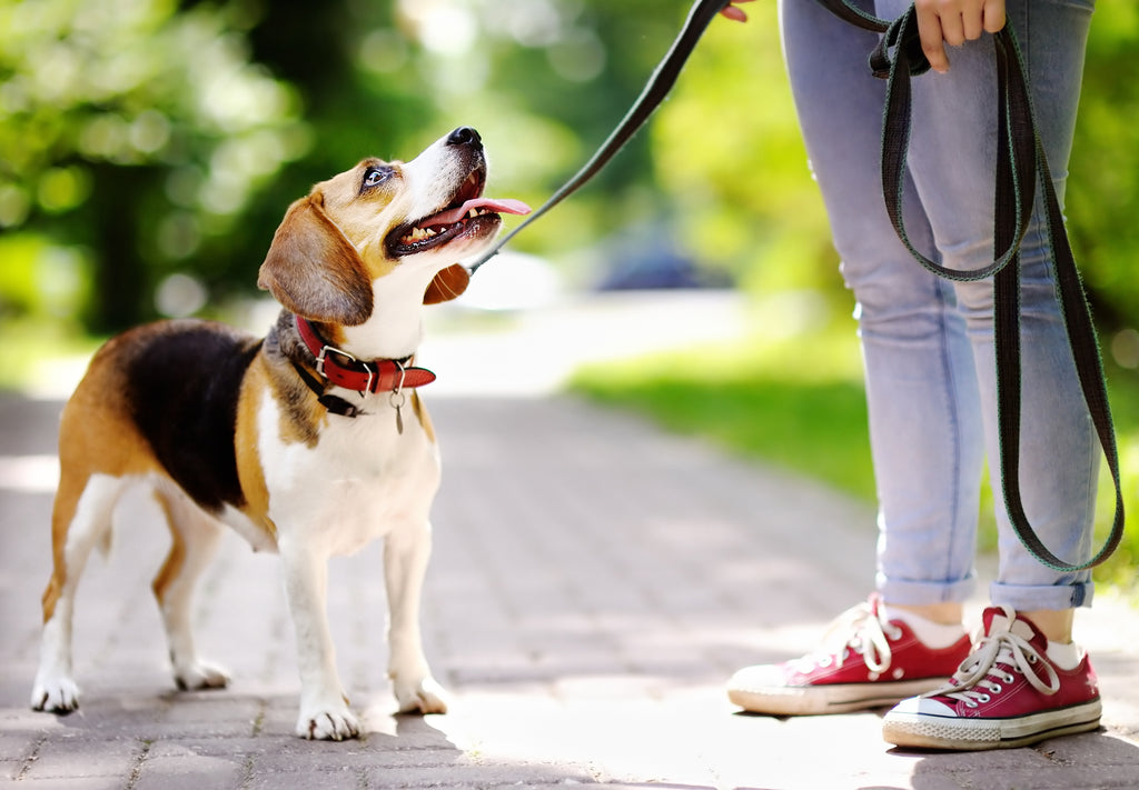 Everything You Need to Know About Small Dog Collars